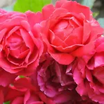 Domaine La Rose 4* Caylus
