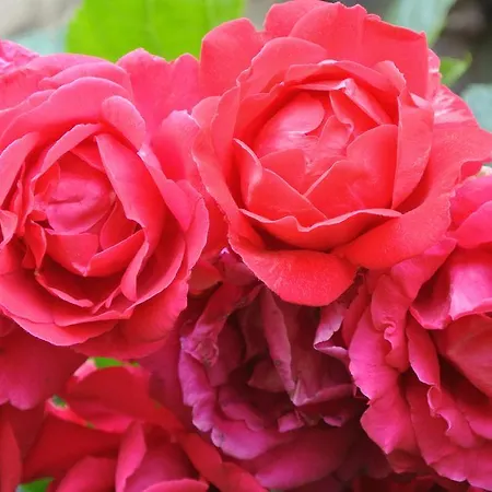 Domaine La Rose 4* Caylus