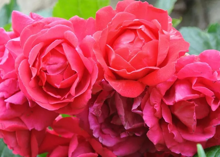 Domaine La Rose 4* Caylus